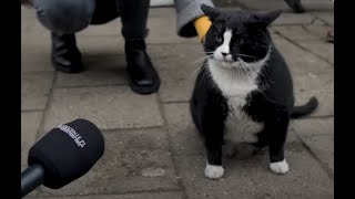 Meet Gacek The Cutest Chonky Cat in Szczecin Poland [upl. by Belden]