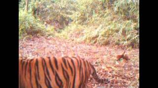 Sumatran Tiger and Cubs in Bukit Tiga Puluh  Rimbang Baling Wildlife Corridor [upl. by Goeger]