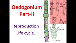 Oedogonium Part II Reproduction amp Life cylce [upl. by Zoilla]