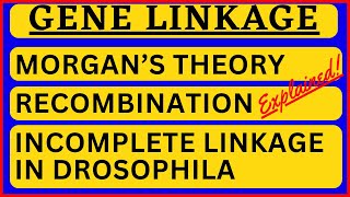 Gene Linkage and Recombination Linkage in Drosophila Morgan Theory Coupling and Repulsion Hypothesis [upl. by Ellicec921]