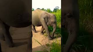 wildanimalsafari viralshort animals elephant [upl. by Danieu221]