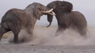 INTENSE BULL ELEPHANT FIGHT CAUGHT ON CAMERA [upl. by Eimmat363]