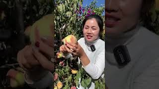 How to make fruit juice 🥤🍹Best fruit juice recipe  สูตรน้ำผลไม้ที่ดีที่สุด น้ำผลไม้ Short [upl. by Esilana]