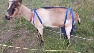 DIY Goat Udder Cover [upl. by Azitram]