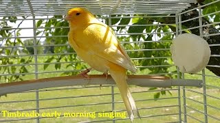 Canary Training Video Timbrado early morning singing [upl. by Samaj604]