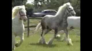 Horses  Shire Horses  Thames News  1991 [upl. by Enal]