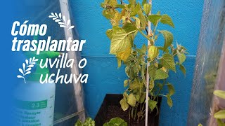 🌱 ¿Cómo Trasplantar UCHUVA o UVILLA en Casa  Plantas  Huerta Casera [upl. by Stafford]