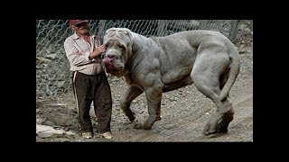 Giant dogs of the world part 1 [upl. by Agnesse]