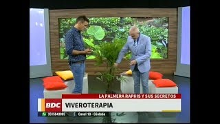 Descubrí los secretos para el cuidado de la palmera Raphis [upl. by Janey]