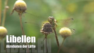 Libellen  Akrobaten der Lüfte Teil 1 [upl. by Colwell]