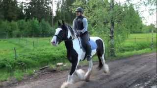 Irish cob Ian galloping in the terrain [upl. by Kali]