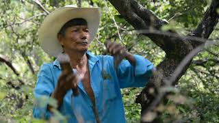 Extracción del Copal Bursera bipinnata en el sur de Morelos México [upl. by Nosittam891]