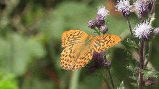 Kaisermantel Argynnis paphia in der Nähe von Berlin [upl. by Colville]