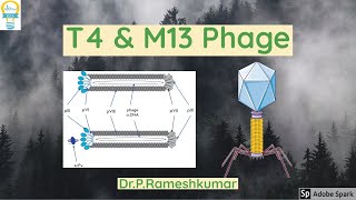 T4 and M13 [upl. by Ailev]