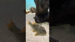 top5 pleco L264 sultán trending fish acuariofilia aquarium acuatico music fishing animals [upl. by Stanhope]