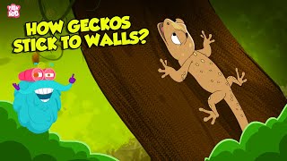 How do Geckos Stick to Walls  What is Electronegativity  Superpower of Geckos  Dr Binocs Show [upl. by Domel]