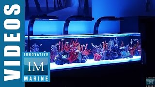 Innovative Marine NUVO SR Series 60 80 amp 120 Gallon Aquarium [upl. by Ahlgren986]