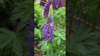 Lupine in bloom [upl. by Tess]