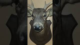 100 Year Old Deer Head Taxidermy [upl. by Enalda]