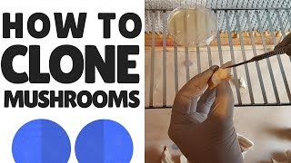 How To Clone Mushrooms [upl. by Ardnalac]