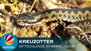 Heimische Giftschlange Kreuzottern im Himmelmoor [upl. by Riedel81]