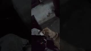 Meu cachorro como gosta de osso [upl. by Alo]