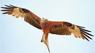 WALES red kite rode wouw feeding station at Rhayader hdvideo [upl. by Ode]