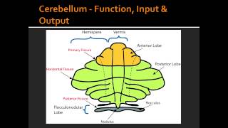 Cerebellum  Function Input amp Output [upl. by Arymahs]