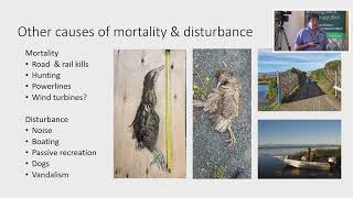 Conservation status and threats to matukuAustralasian Bittern in Aotearoa New Zealand [upl. by Laeynad]