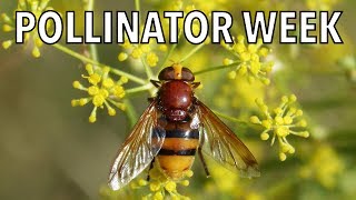 Fantastic Fly Pollinators  Pollinator Week [upl. by Geraint137]