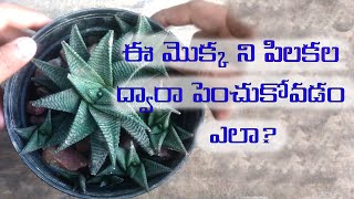 Haworthia limifolia Plant Propagation and caring in Telugu  I Do Gardening  Telugu gardening [upl. by Sundberg914]