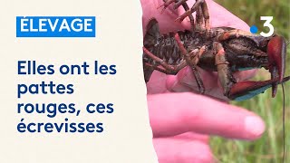 élevage décrevisses à pattes rouges dans les Vosges les Voivres [upl. by Ateloiv326]