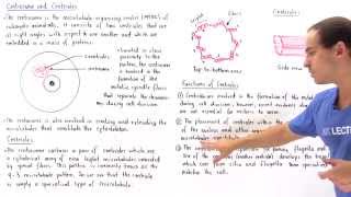 Centrosome and Centrioles [upl. by Pippy]