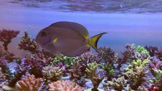 Acanthurus Leucocheilus [upl. by Einnig]