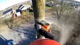 Arborist  Oak removal  rig it on a slope [upl. by Eiuqcaj689]