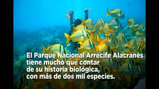 Saquean sin control el Arrecife Alacranes tesoro enclavado en el Golfo de México [upl. by Nira506]