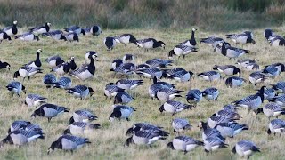 American Farmers Deal With Millions Of Wild Animals That Damage Crops This Way [upl. by Terrie6]