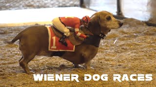 Wiener dog races at Oktoberfest [upl. by Eissed]