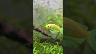 Veiltail Zebra Danios  Exotic fish  Planted Aquarium fish  aquarium aquaticelegance fish [upl. by Boyden739]