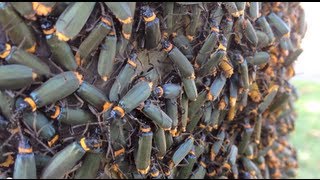 Thousands of Crawling Swarming Insects  Plague Soldier Beetle Chauliognathus lugubris [upl. by Maurita]