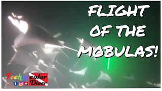 Flight of the Mobula Rays Night Dive Sea of Cortez [upl. by Antony]