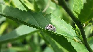 Jumping Spider selyan1980 [upl. by Lemhaj]