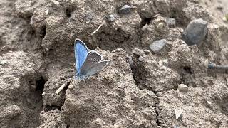 メラノプスカバイロシジミGlaucopsyche melanops Black Eyed Blue 20230426 Valle de Hecho Spain [upl. by Suinuj]