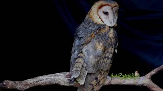 LECHUZA rescatada Tyto alba Barn owl Acicalándo su plumaje [upl. by Nitsirhc]