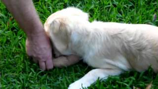 How to Train A Puppy to Fetch amp Release Give Toys  very cute Groodle having a lesson [upl. by Chapnick]