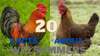 20 Facts About the Welsummer Chicken Breed [upl. by Nyral59]