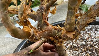 Growing Frankincense Trees Huge Boswellia Sacra [upl. by Harmon758]