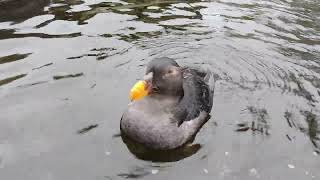 Tufted Puffin Winter Plumage [upl. by Stephanus316]