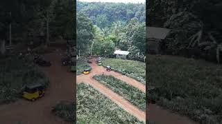 Pineapple pineapple shortvideo farming davaocity dji [upl. by Lough]