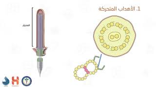 النسيج الظهاري 2 المجال القمي  Epithelial tissue Apical domain [upl. by Maurili]